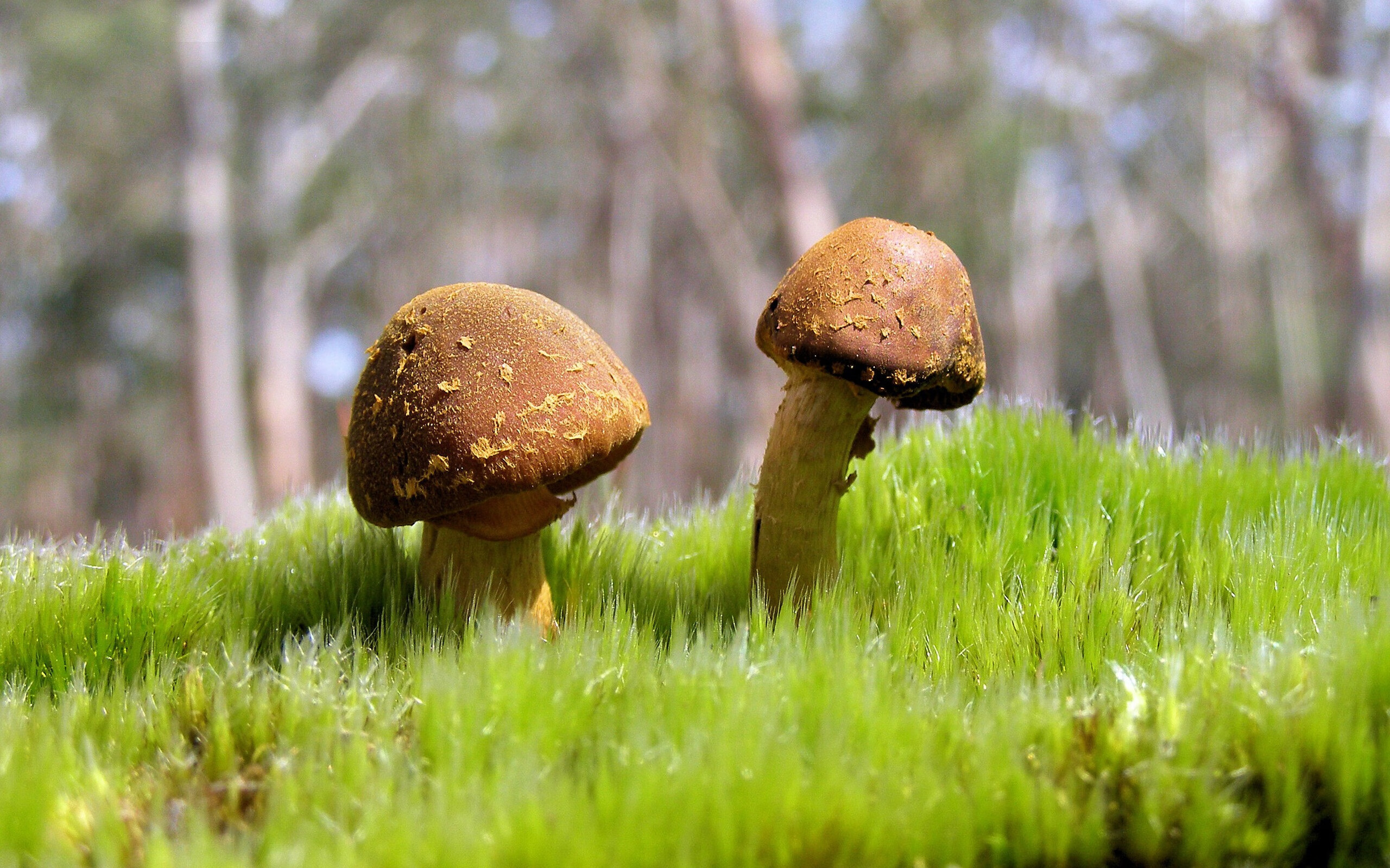 快攻节奏：北京队借速度连续拉开比分！，北京队比赛视频直播