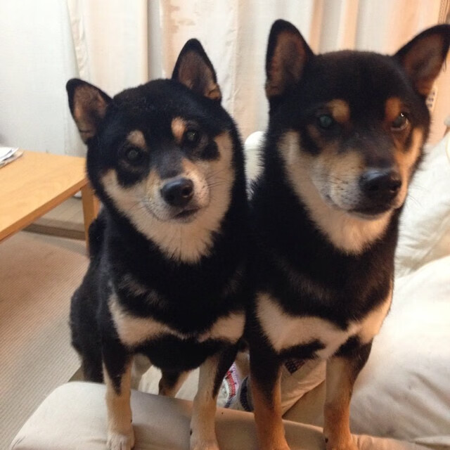 开云体育开云-中国足球青训机构逐步推进国际化合作，实现海外引才，中国足球协会足球青训中心