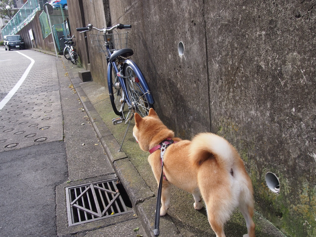 攻防两端：李磊盖帽4次，防线稳如磐石！，李磊问题